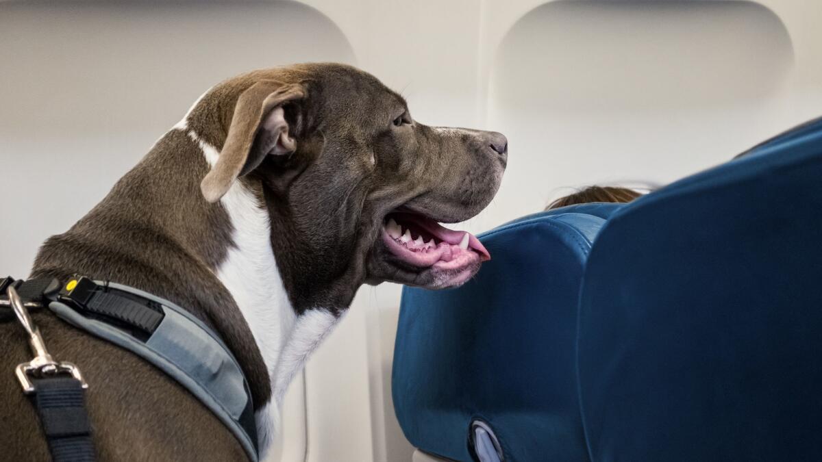 A pit bull service dog travels on an airplane seat. Delta Air Lines has banned all "pit bull type" dogs, either as service dogs or emotional support animals. A petition drive has been launched to fight the ban.