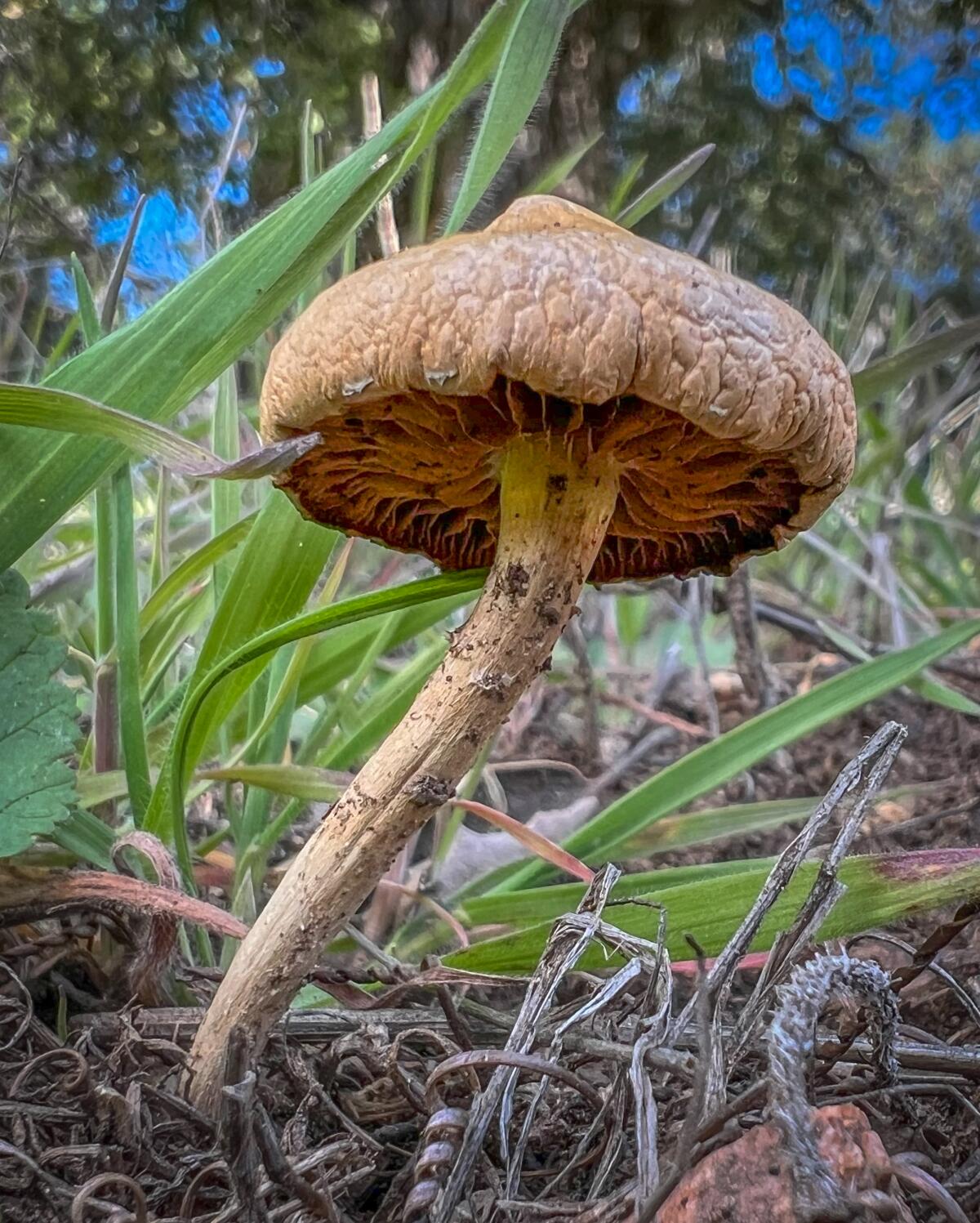 One of the delicate and beautiful mushrooms found in San Diego County.