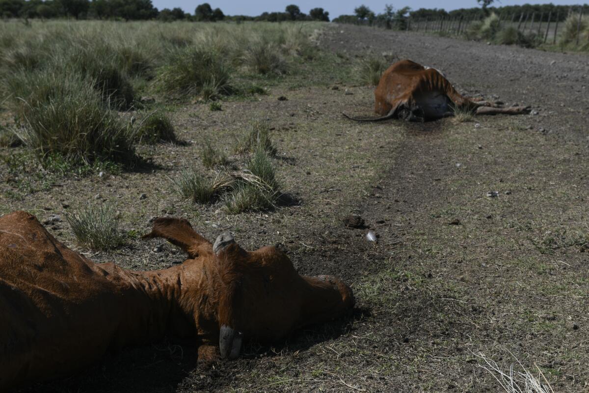Vacas muertas en los terrenos del granjero Pablo Giailevra, donde más de 300 cabezas de ganado murieron 