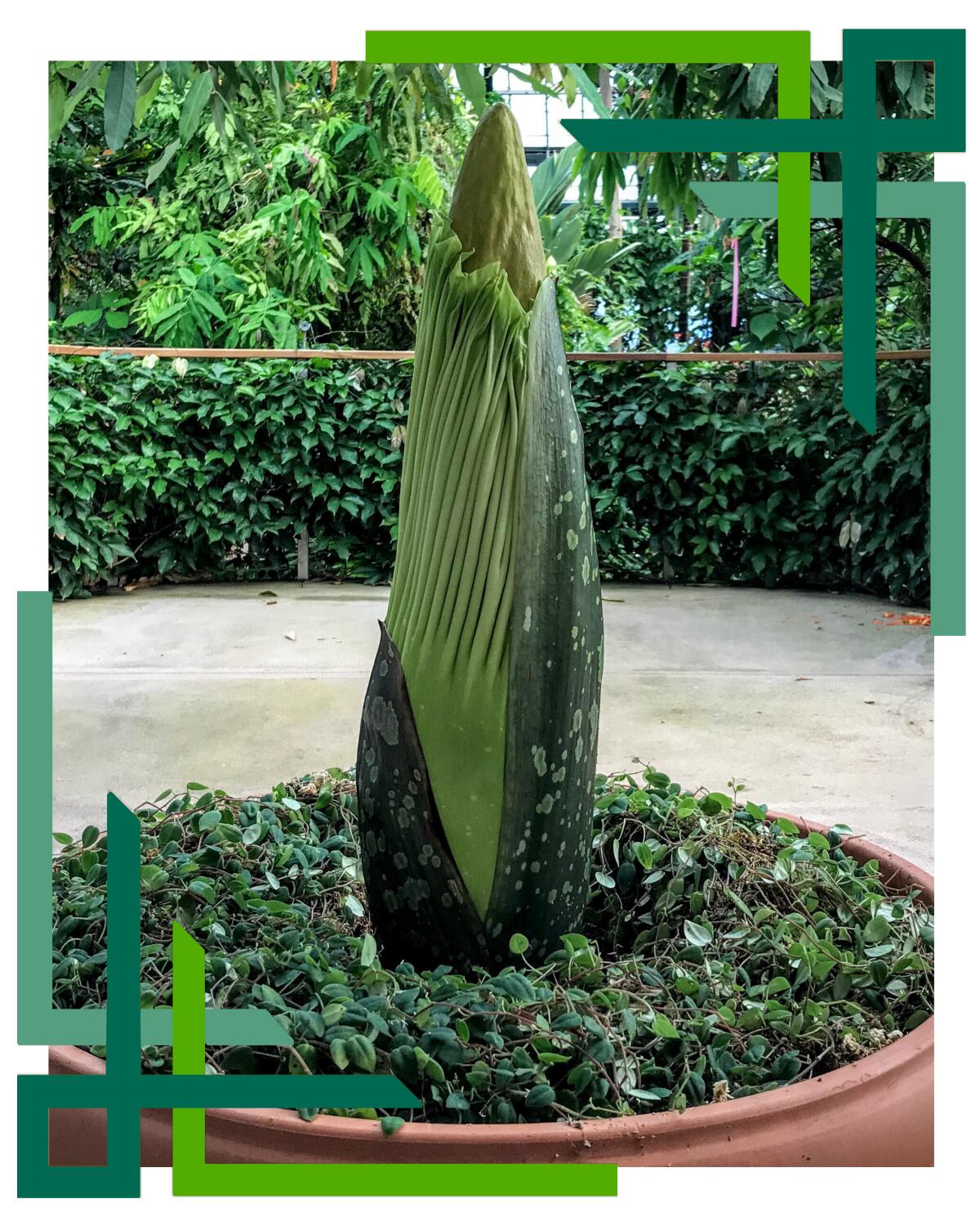 Amorphophallus titanum or corpse plant, about to bloom