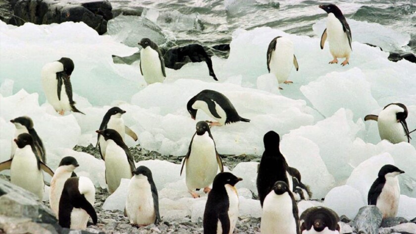 Adelie penguins are in decline on the western Antarctic Peninsula.