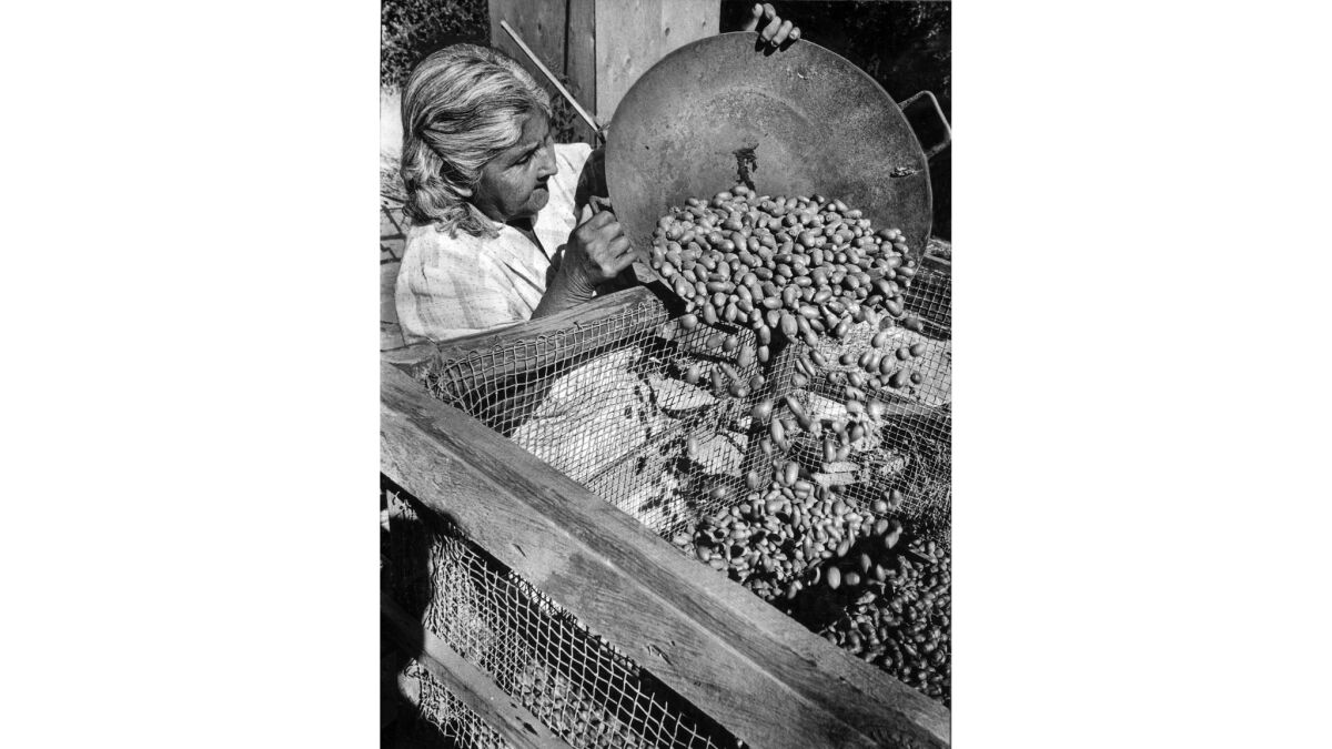 In October 1969, Eva Hendricks empties a tray of acorns she had gathered into a bin.