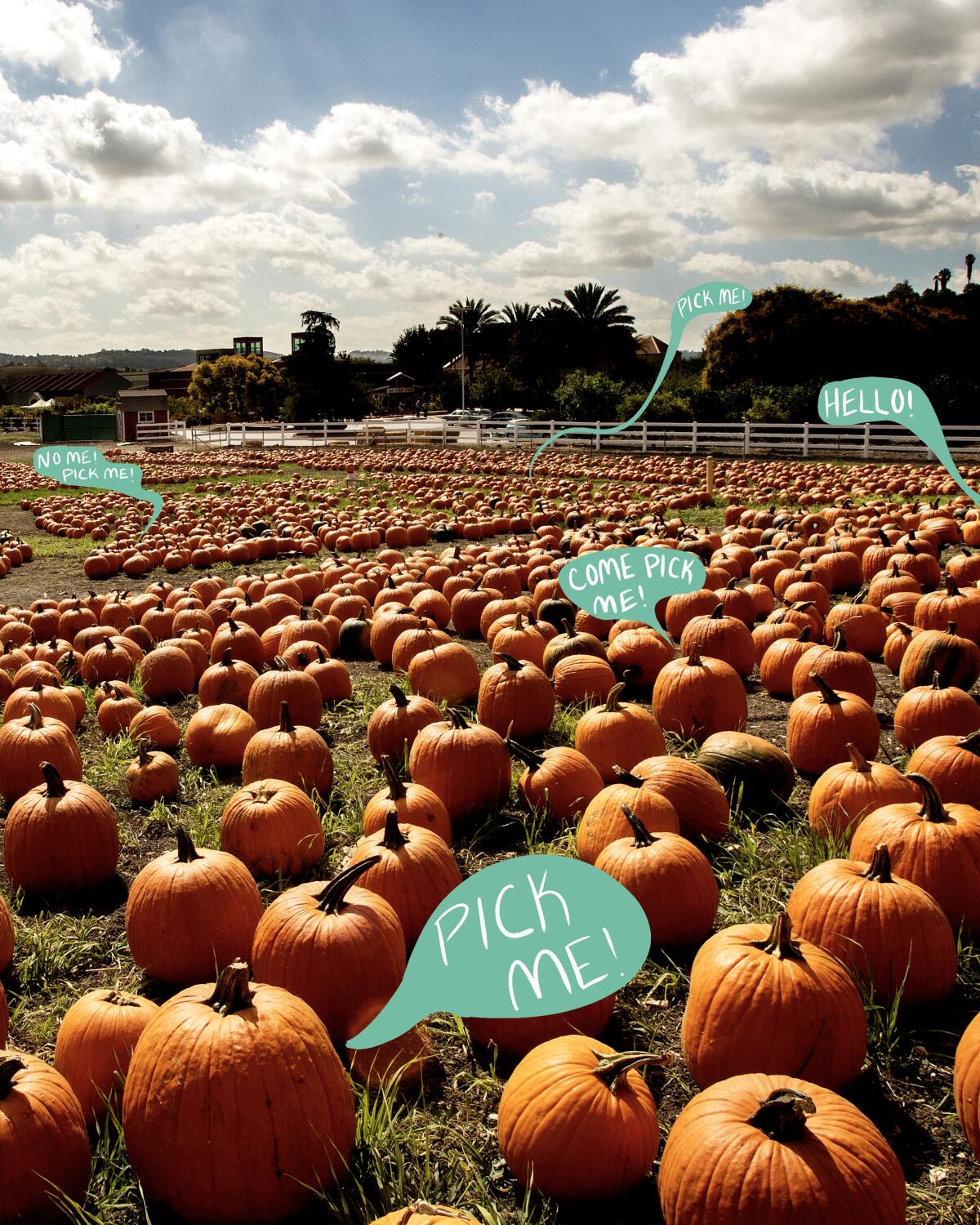 The pumpkin patch at Cal Poly Pomona