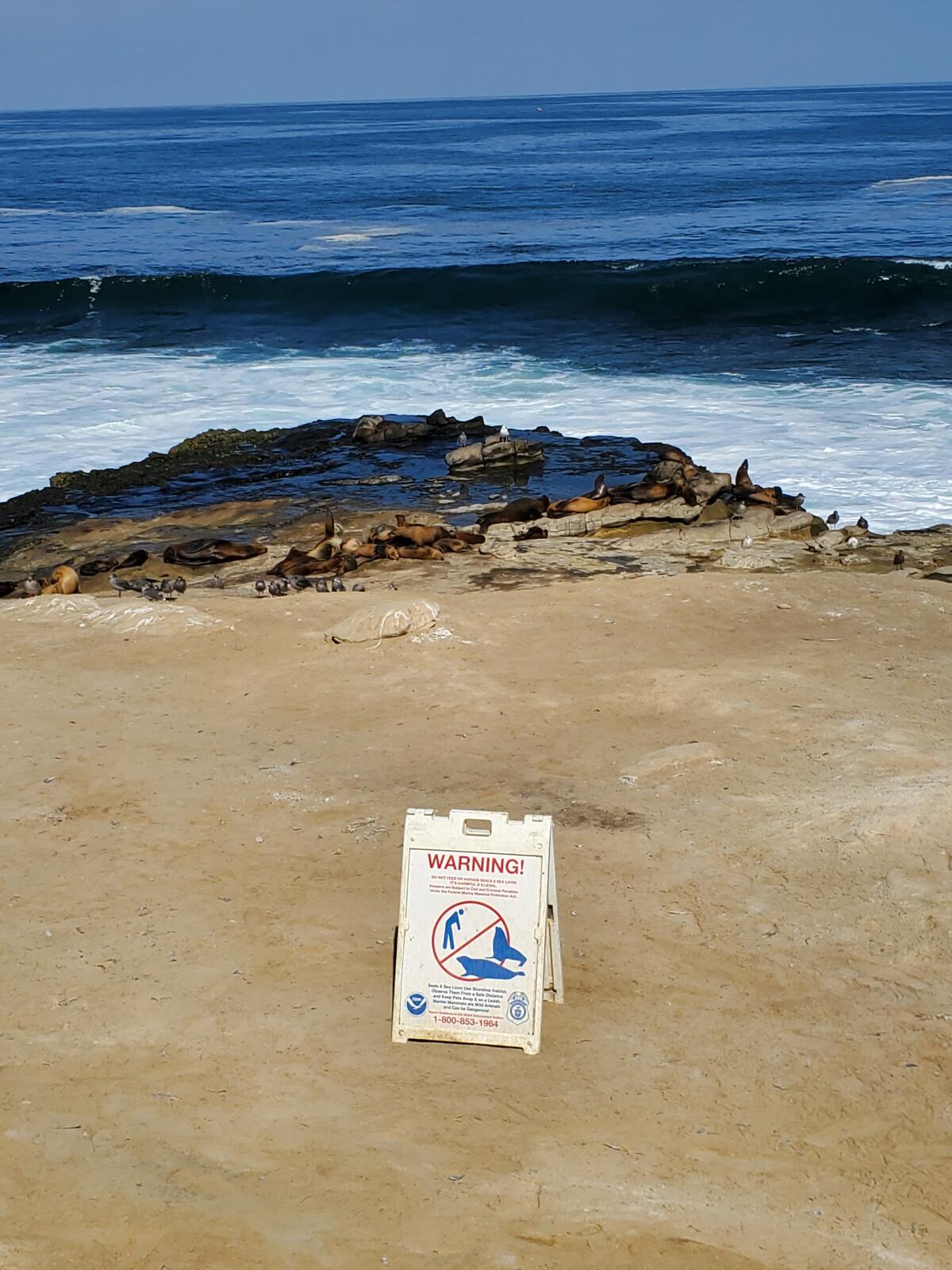 A sign cautions people to keep their distance from sea lions.