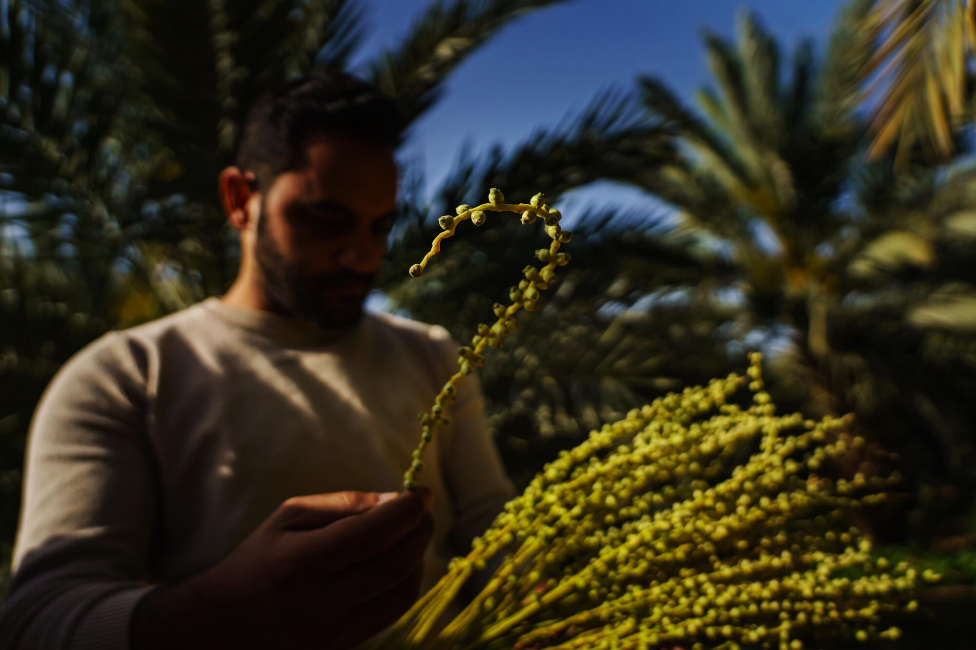 A man shows Medjool dates