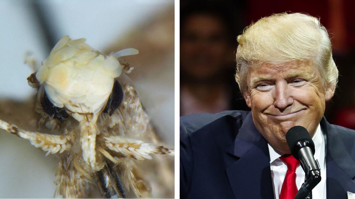 A newly discovered moth species was named after President-elect Donald Trump because the white and yellow scales on its head are reminiscent of Trump's hairdo. (Vazrick Nazari)