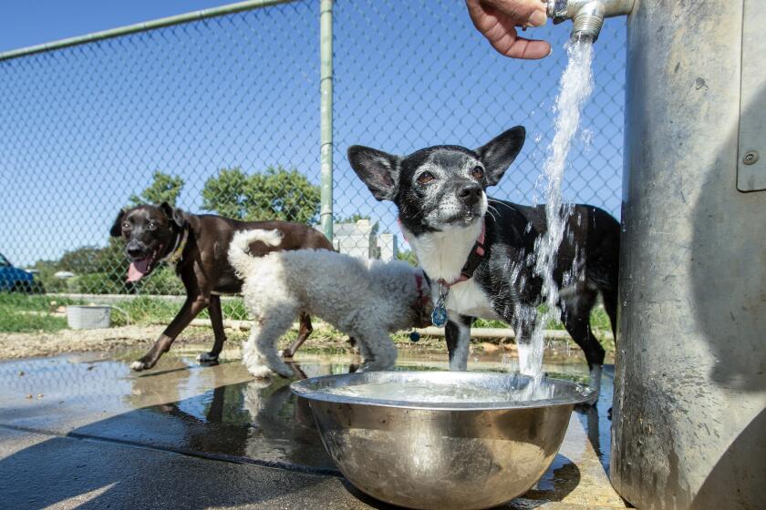 Van Nuys, CA - July 11: Elaine Marie, a terrier chihuahua mixed-breed dog, waits with furry friends for cool water to fill a community bowl at the Sepulveda Basin Off-Leash Dog Park on Tuesday, July 11, 2023 in Van Nuys, CA. (Brian van der Brug / Los Angeles Times)