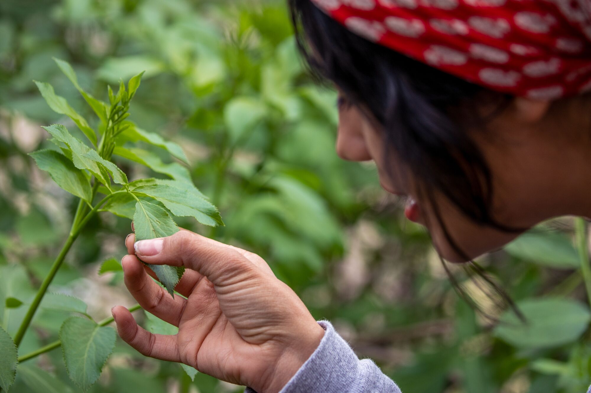 a woman in a red bandana touches the leaf of a plant