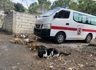 Cats line up to eat food left on the ground near an ambulance.