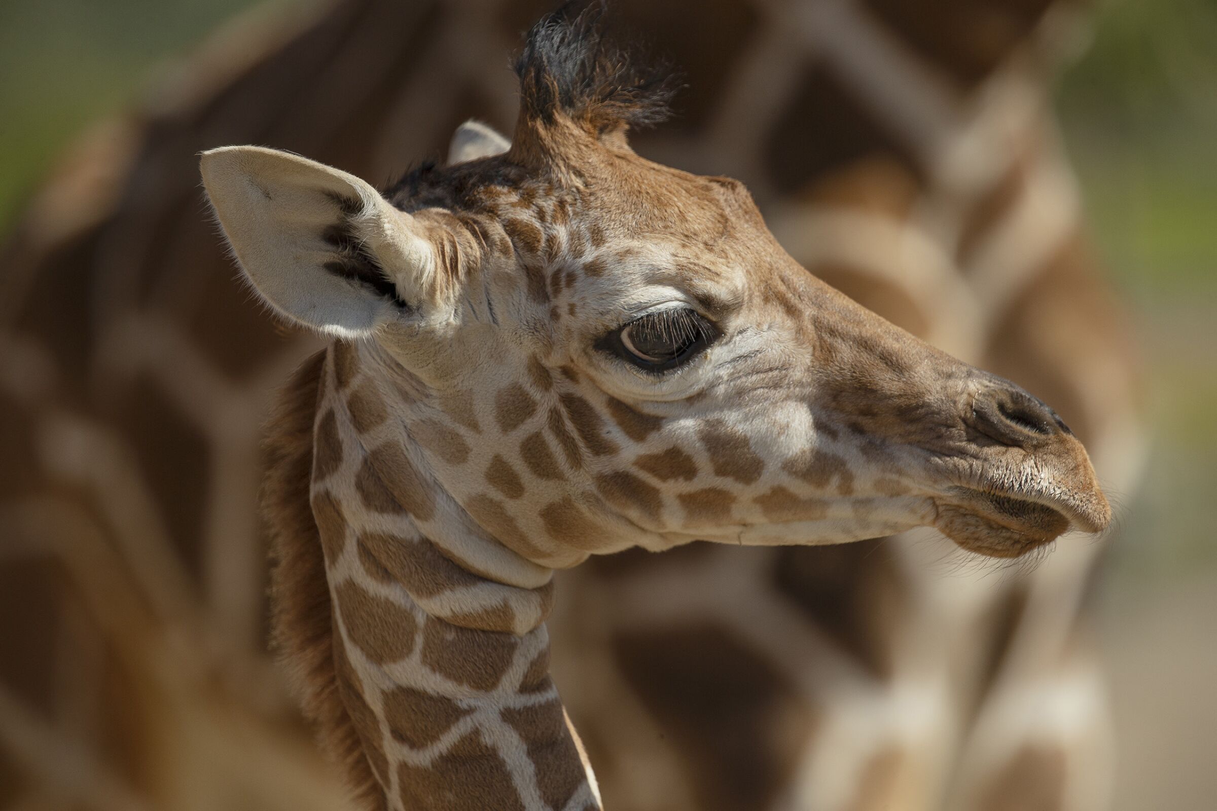 One-month-old giraffe calf, Zahara, is the newest addition at the San Diego Zoo Safari Park.