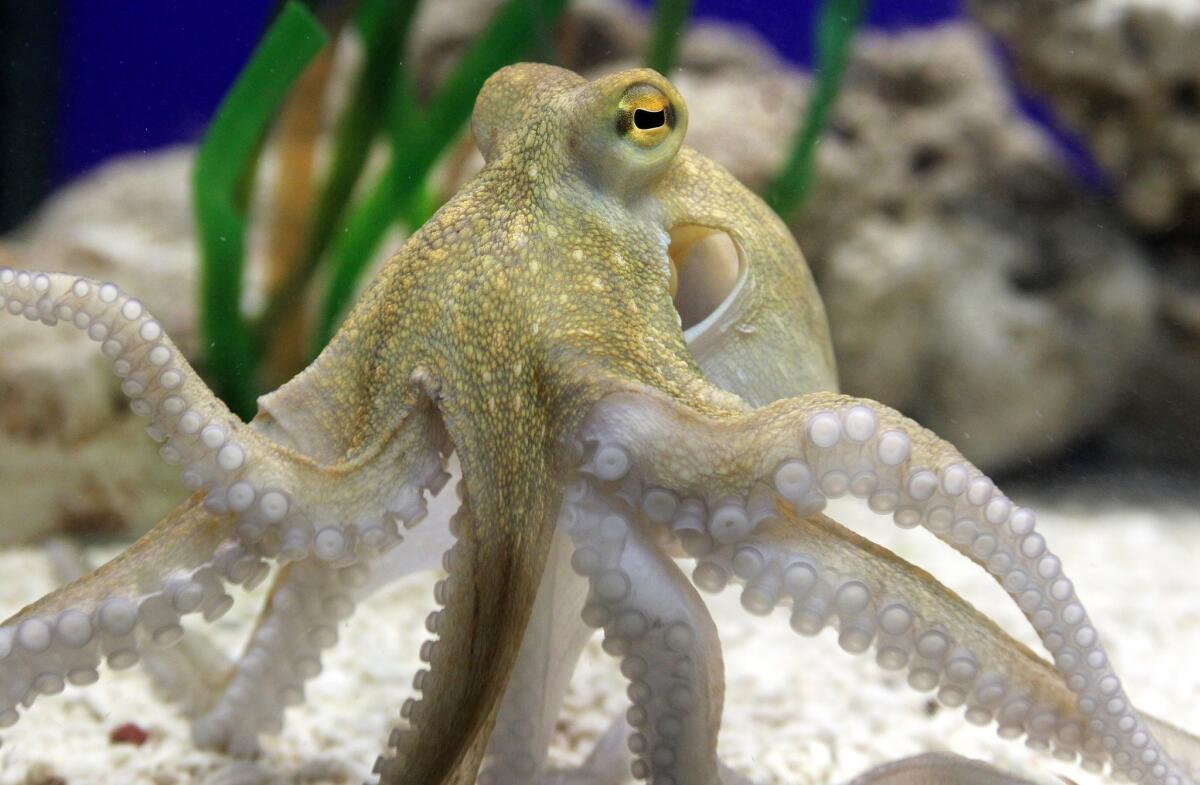 An octopus named Paul II swims in his tank at Sea Life aquarium in Oberhausen, Germany, in 2010.
