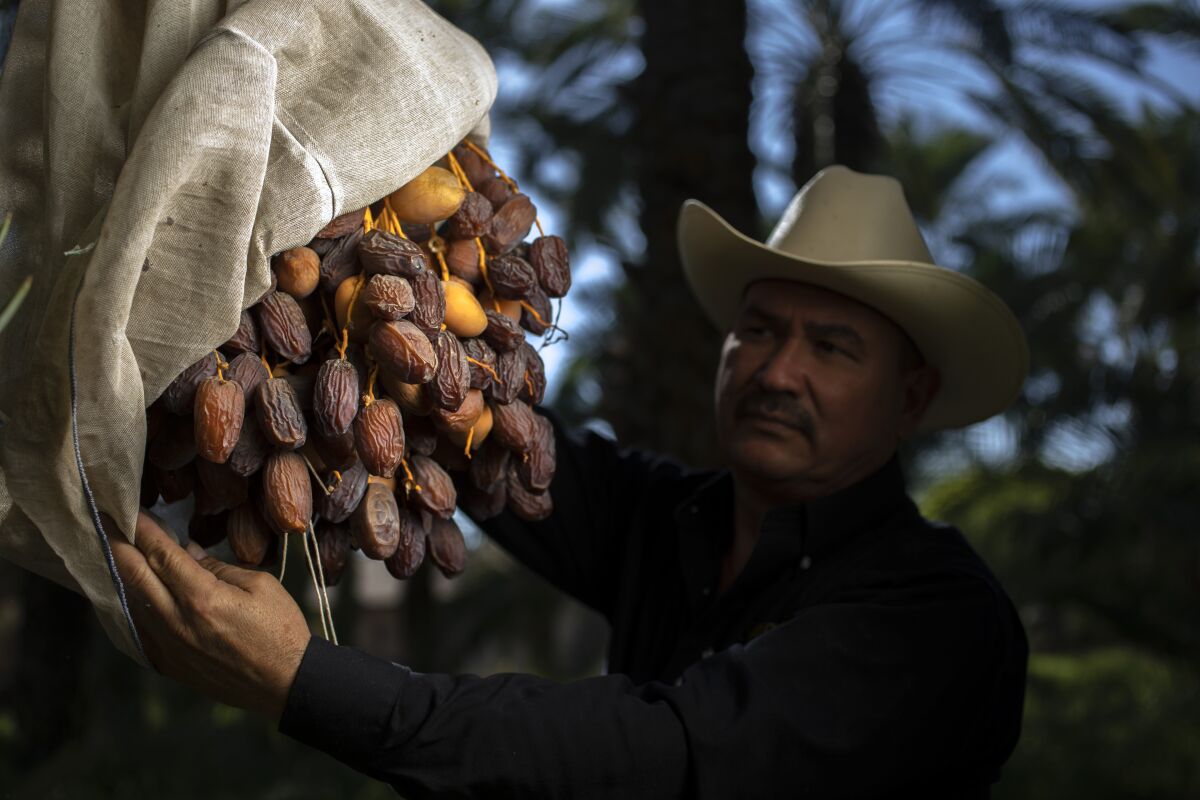 Alvaro Bautista, in a cowboy hat, harvests dates at the Bautista Family Organic Date Ranch.