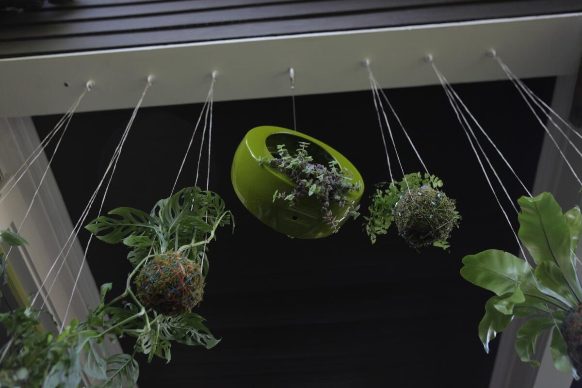 A kokedama-style "string garden." 