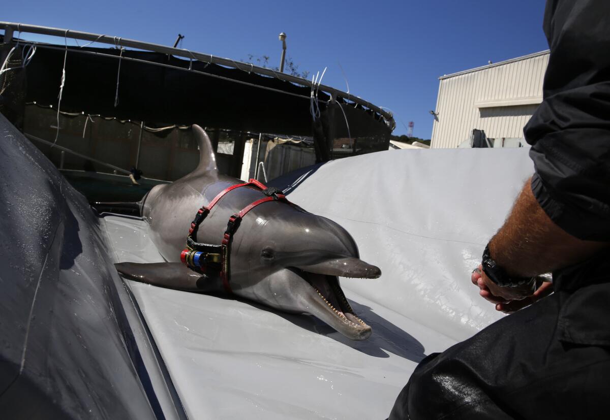 A highly trained bottlenose dolphin slides onto a beaching tray in preparation for transport to the open sea in San Diego at the Space and Naval Warfare System Pacific.