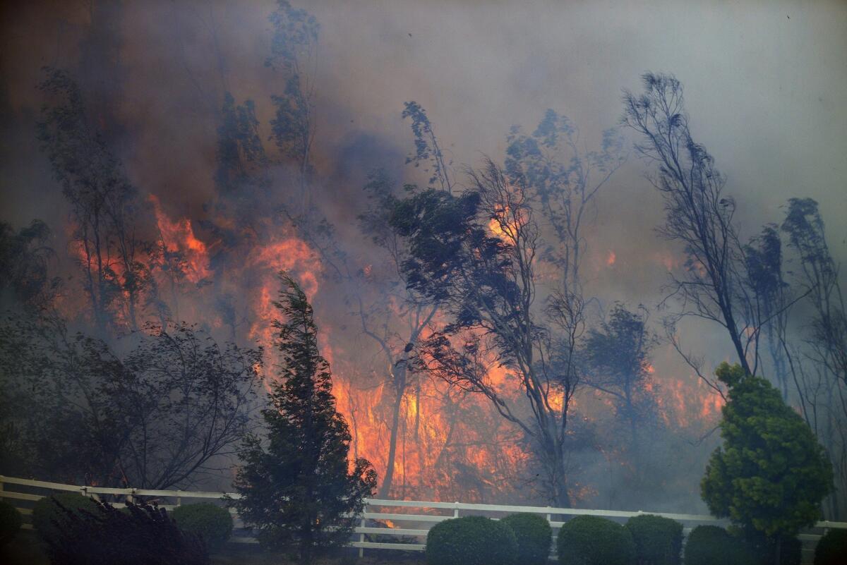 Trees burn as the Bernardo fire moves through a canyon between the Rancho Santa Fe and Fairbanks neighborhoods north of San Diego.