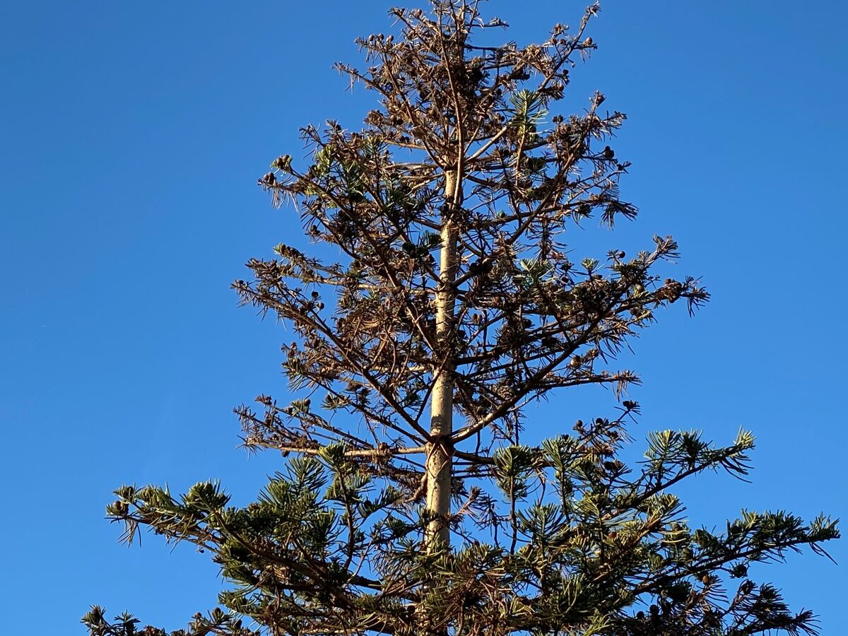 The Museum of Contemporary Art San Diego says its recently relocated Norfolk Pine tree is not dying. Landscape architect Jim Neri says he’s not so sure. Next spring, if the tree shows signs of regrowth on most of its branches, Neri said, that’s proof it will come back.
