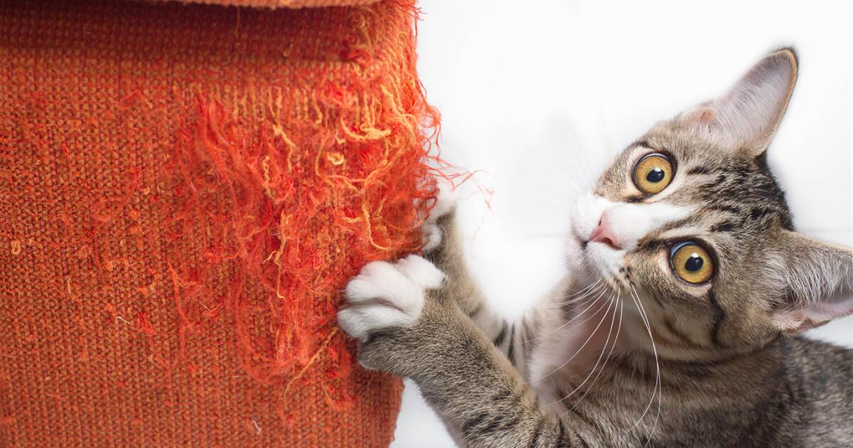 How to Train a Cat to Use a Scratching Post: Expert Tips
