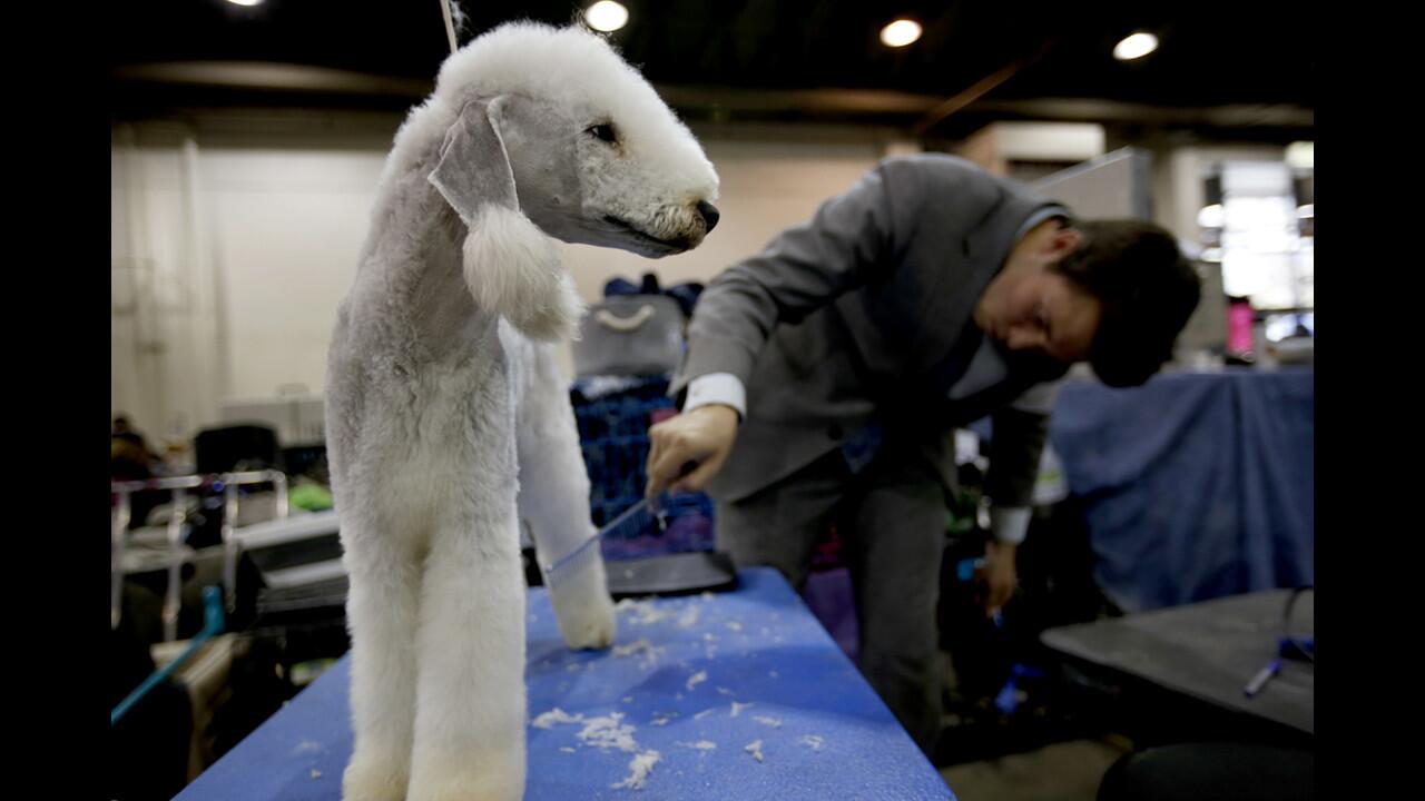 The Beverly Hills Dog Show