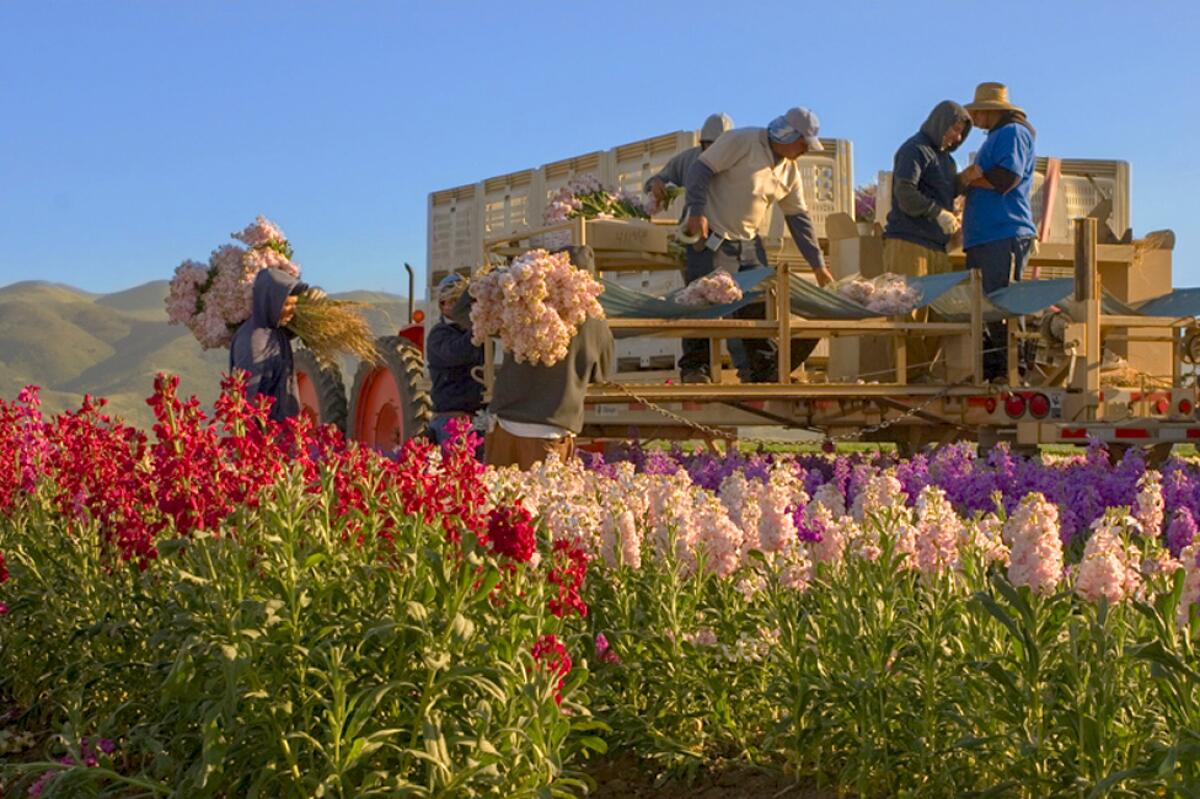 Workers harvest flowering stock near Lompoc, Calif.