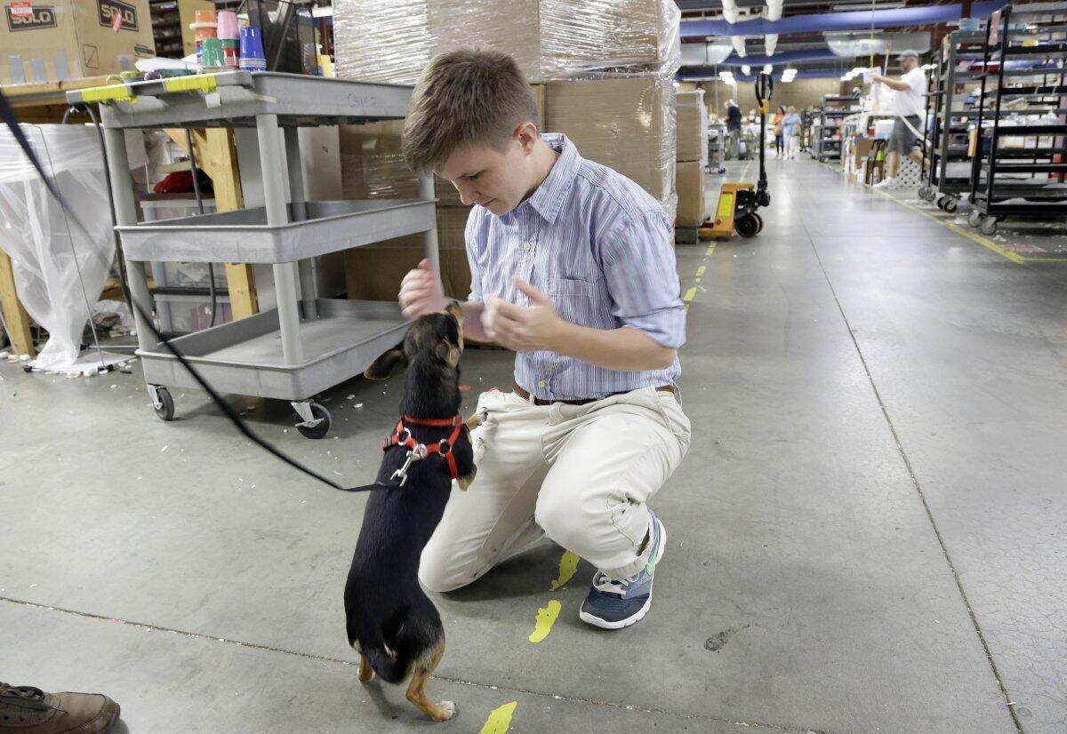 In this photo taken Thursday, May 5, 2016 Payton McGarry pets a dog at his workplace, Replacements Ltd. in McLeansville, N.C.
