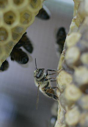 Honeybee close-up
