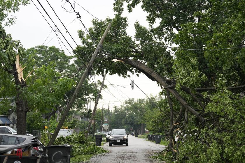 Un árbol caído y atrapado en el tendido eléctrico en el noreste de Houston, Texas, el viernes 17 de mayo de 2024. (Yi-Chin Lee/Houston Chronicle vía AP)