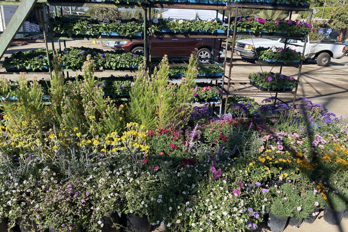Muchas y variadas plantas en macetas en el suelo y en los estantes de C&S Nursery en Baldwin Hills, marzo de 2022
