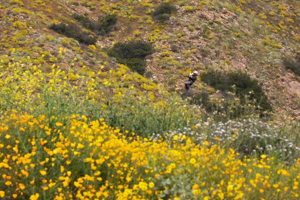 A zip-liner looks down at wildflowers.