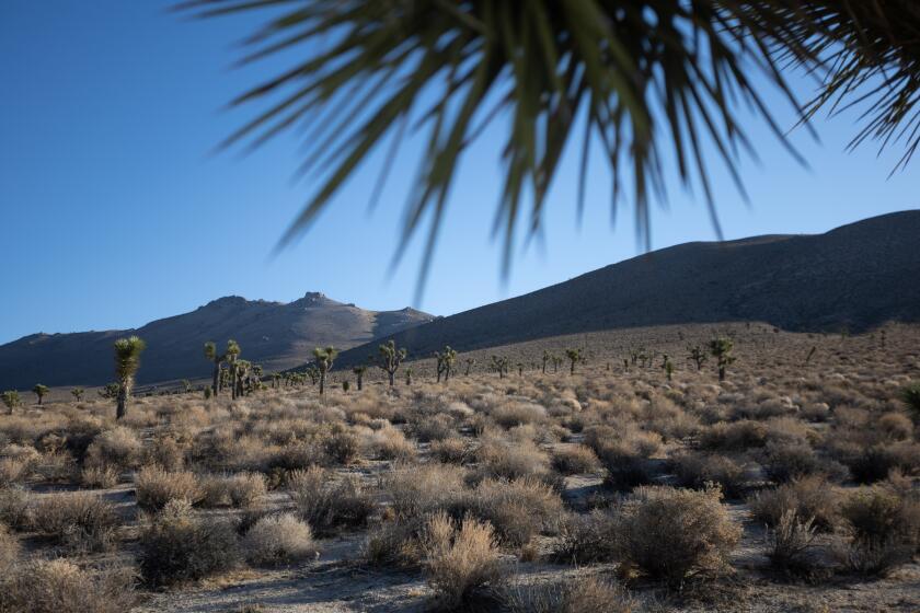 Joshua trees on federal land in Kern County
