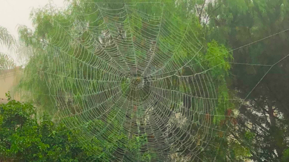 Download You Re Not Dreaming Huge Spider Webs Really Are Popping Up All Over The Place The San Diego Union Tribune