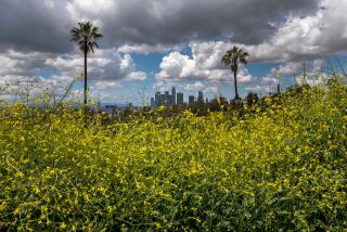 Los Angeles, CA - May 04: The bright yellow blooms of the black mustard plant cover the hillside of the Elysian Park neighborhood on Thursday, May 4, 2023, in Los Angeles, CA. (Francine Orr / Los Angeles Times)