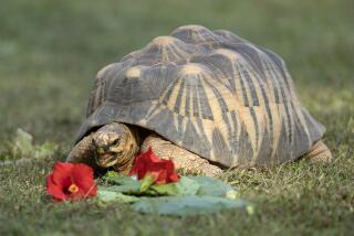 LOS ANGELES, CA - October 27: Ninja, a Madagascar radiated tortoise was confiscated and brought to the Los Angeles Zoo in 1998. The zoo is working with the U.S. Fish and Wildlife Service and Association of Zoos and Aquariums, along with several other zoo and aquarium partners to launch the Southern California Wildlife Confiscations Network. Los Angeles is a major port of entry for wildlife smuggled into the country. Photographed on Friday, Oct. 27, 2023 in Los Angeles, CA. (Myung J. Chun / Los Angeles Times)