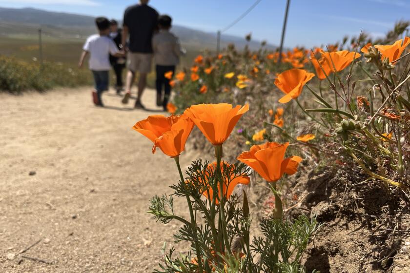 Poppies growing at the edge of a hiking trail at the California Poppy Reserve on Sunday, April 16, 2023.