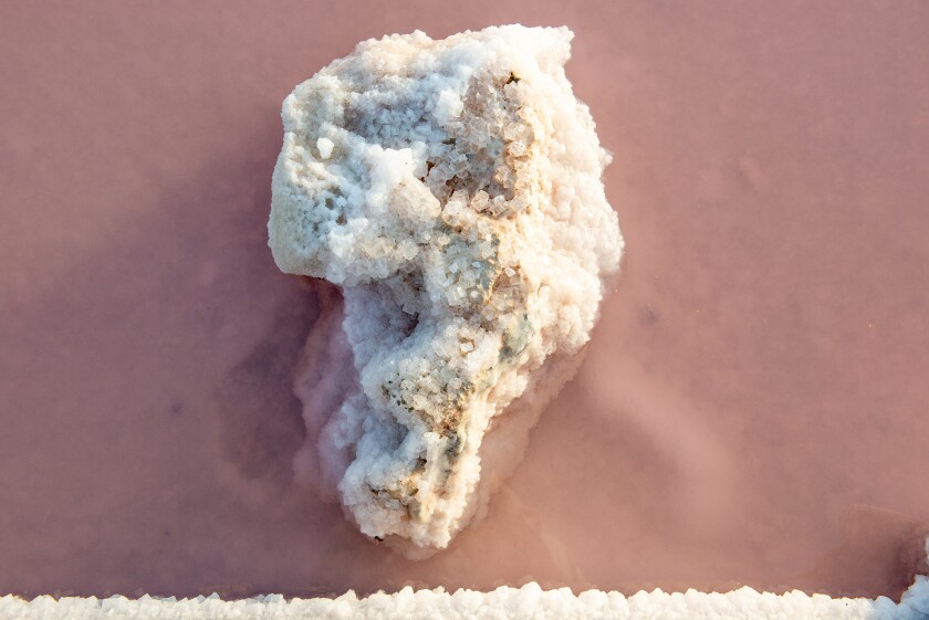 The water of the Cabo Rojo Salt Flats has a reddish hue because of an alga called Dunaliella salina.