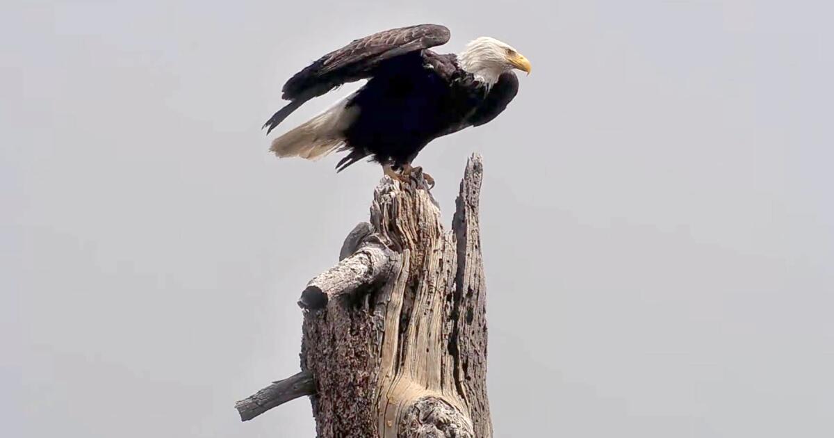 Jackie’s remains should go to those who’ve long revered bald eagles