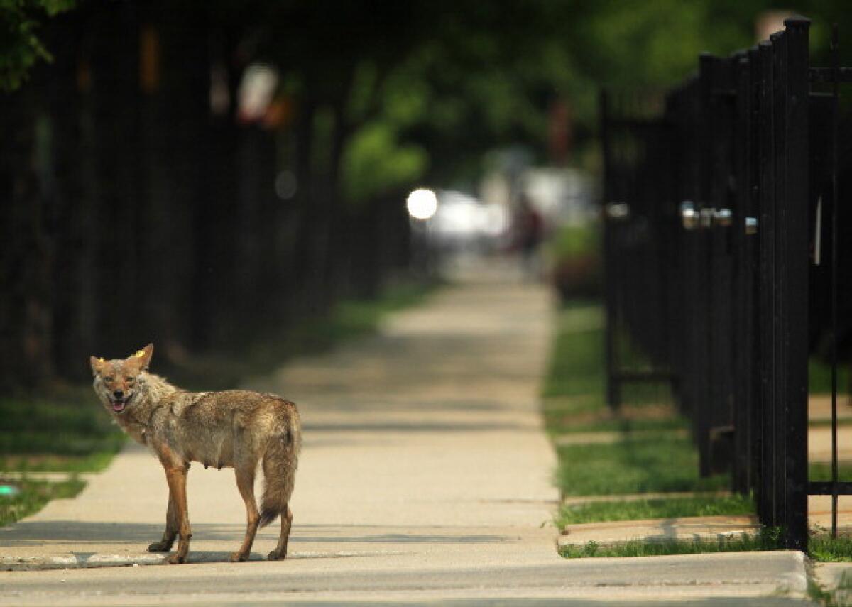 Many Southern California homeowners have encountered coyotes.