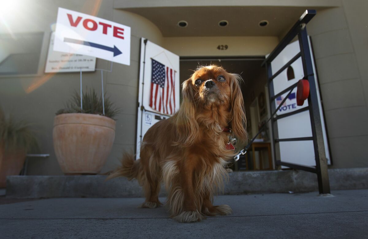 A dog stands outside the Unitarian Universalist Fellowship church polling location in Laguna Beach.