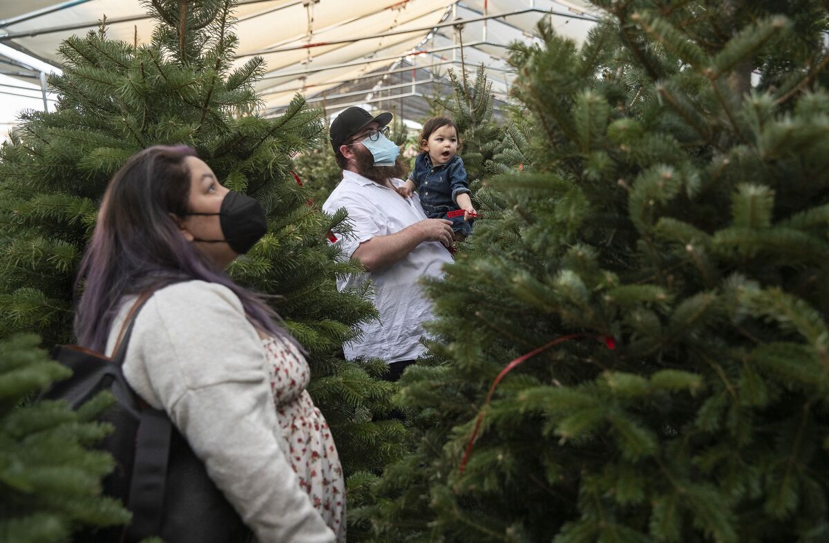 A couple with a small child stand among Christmas trees under a canopy