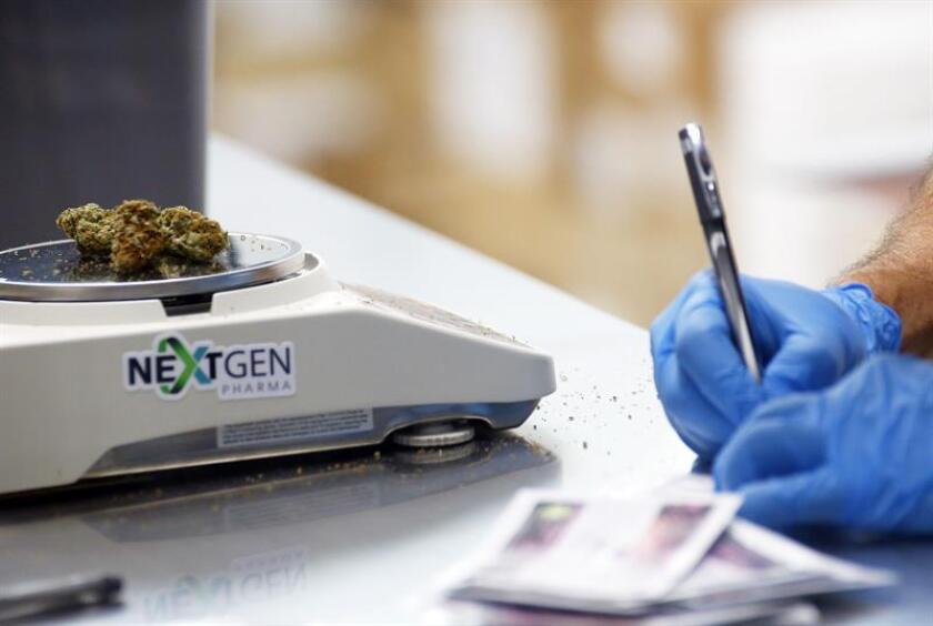 Un empleado de NextGen Pharma, uno de los primeros dispensarios de marihuana medicinal en Puerto Rico etiqueta una bolsa de marihuana. EFE/Archivo