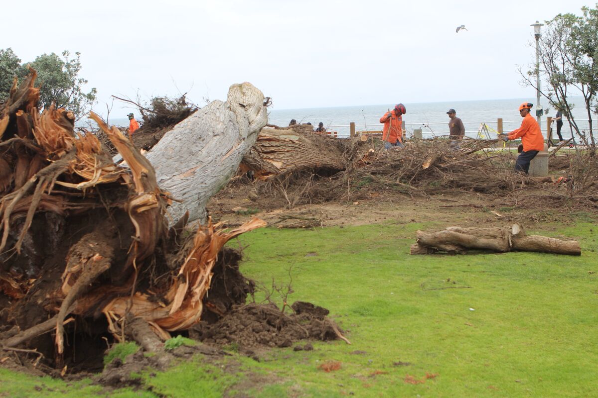 City cleanup crews chainsaw the limbs off the remains of Scripps Park's famous Monterey cypress.