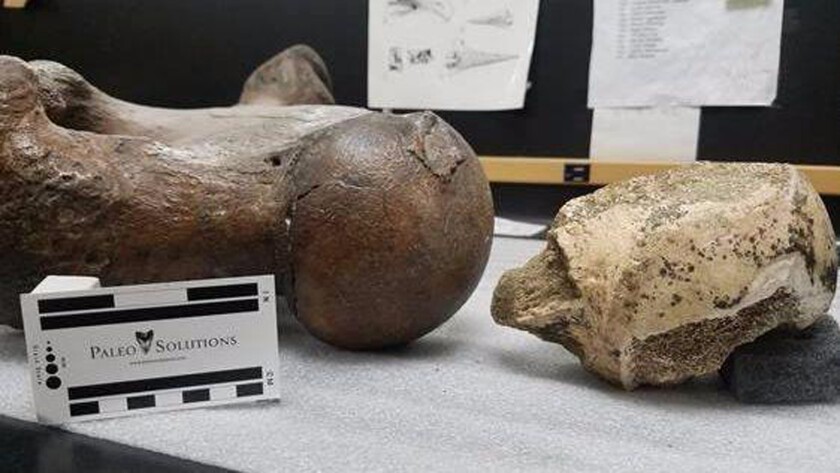 Bone fragment from ancient 1,500-pound ground sloth unearthed beneath