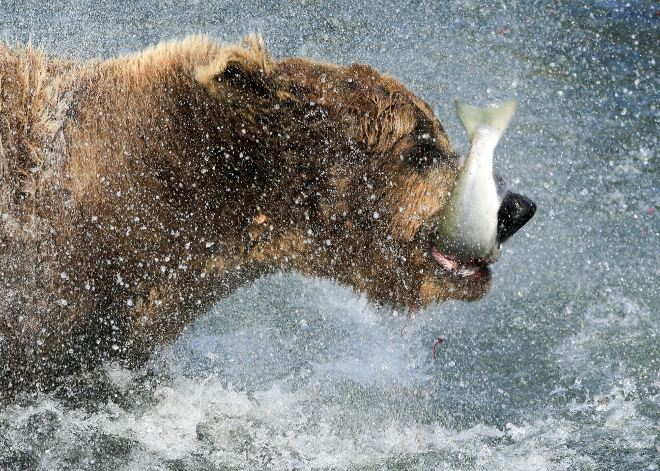 A coastal brown bear shakes the water from his fur while he carries a sockeye salmon out of the water. Each bear is likely to consume about 20 of the high calorie salmon per day to prepare for their long hibernation.