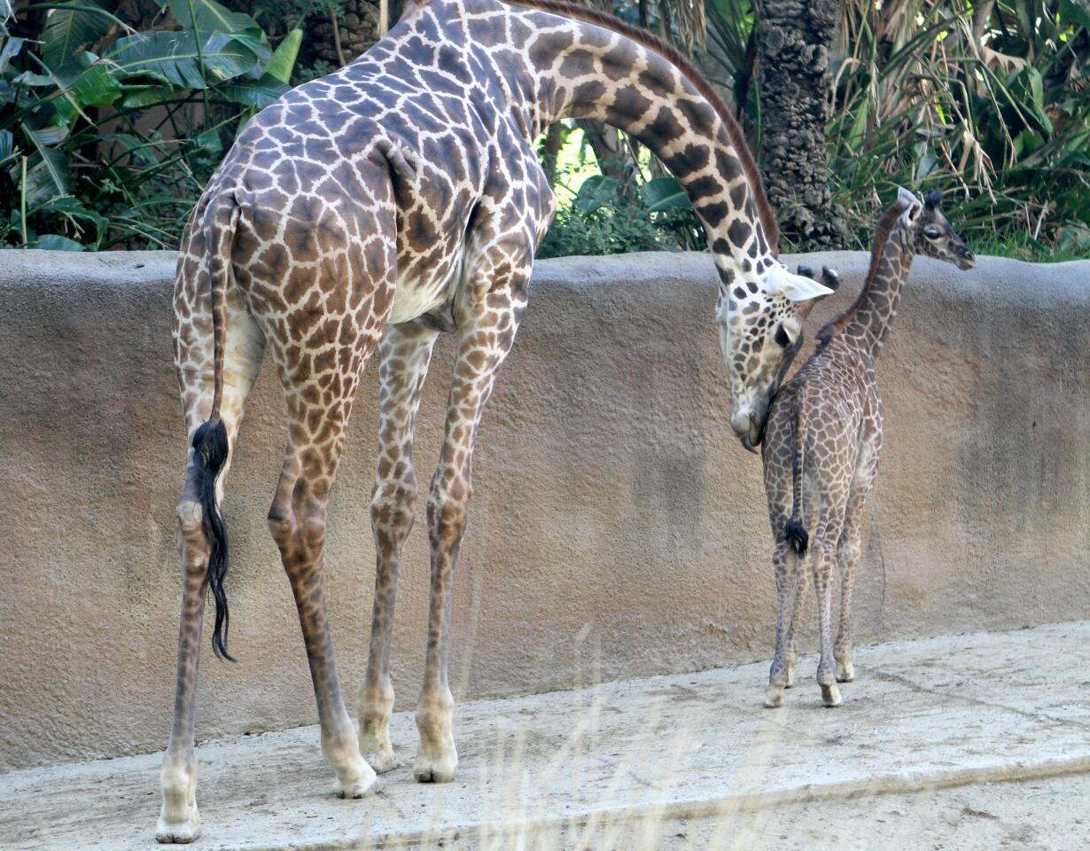 Photo Gallery: L.A. Zoo's annual Reindeer Romp and new baby giraffe on display now