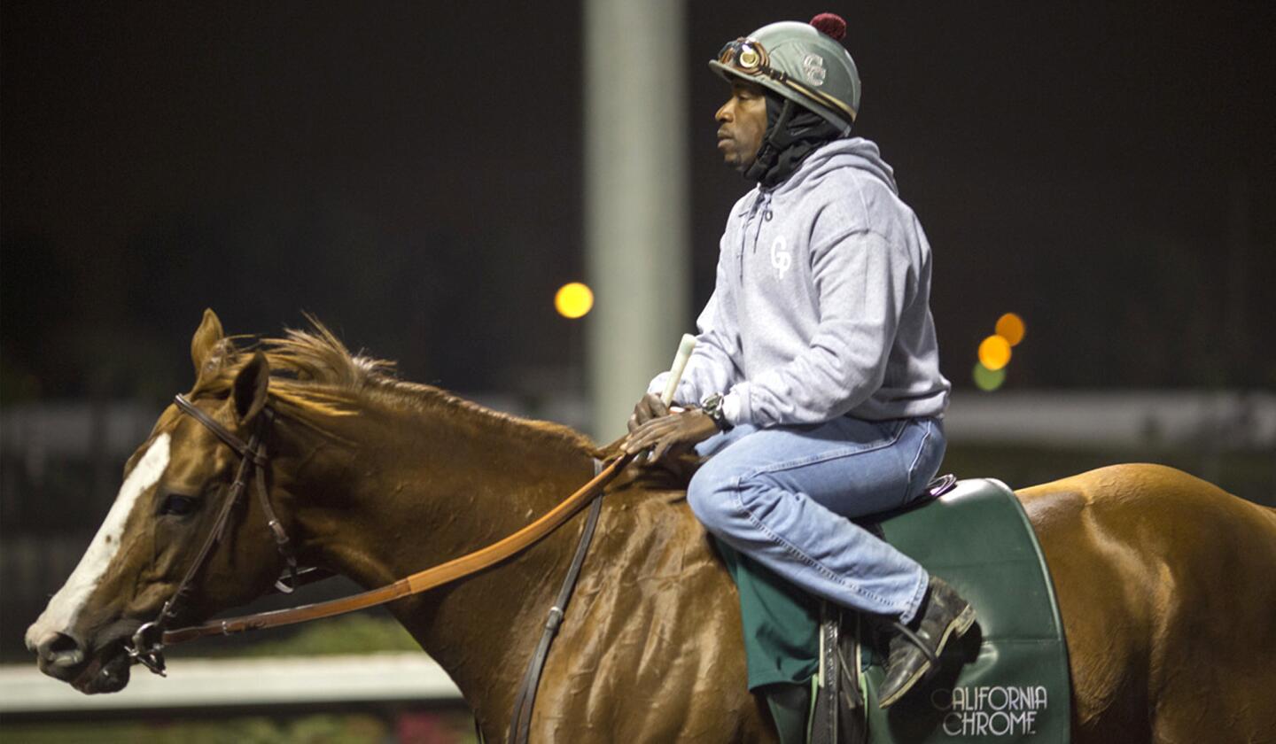 California Chrome gets a workout Saturday at Los Alamitos Race Course. The horse draws a group of devoted fans for his early morning workouts. This Saturday he will run his first race at the Orange County track, which has been his home base.