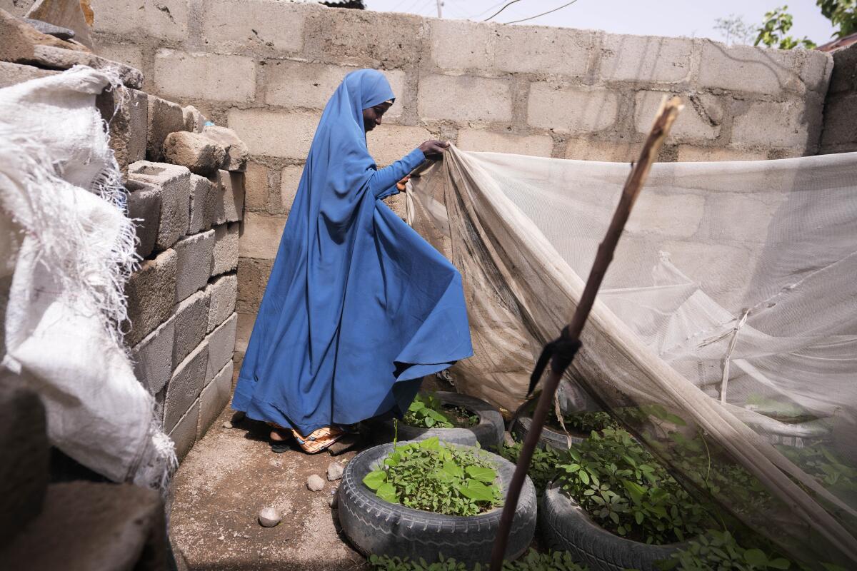 A woman lifts mesh over a small plot of plants.