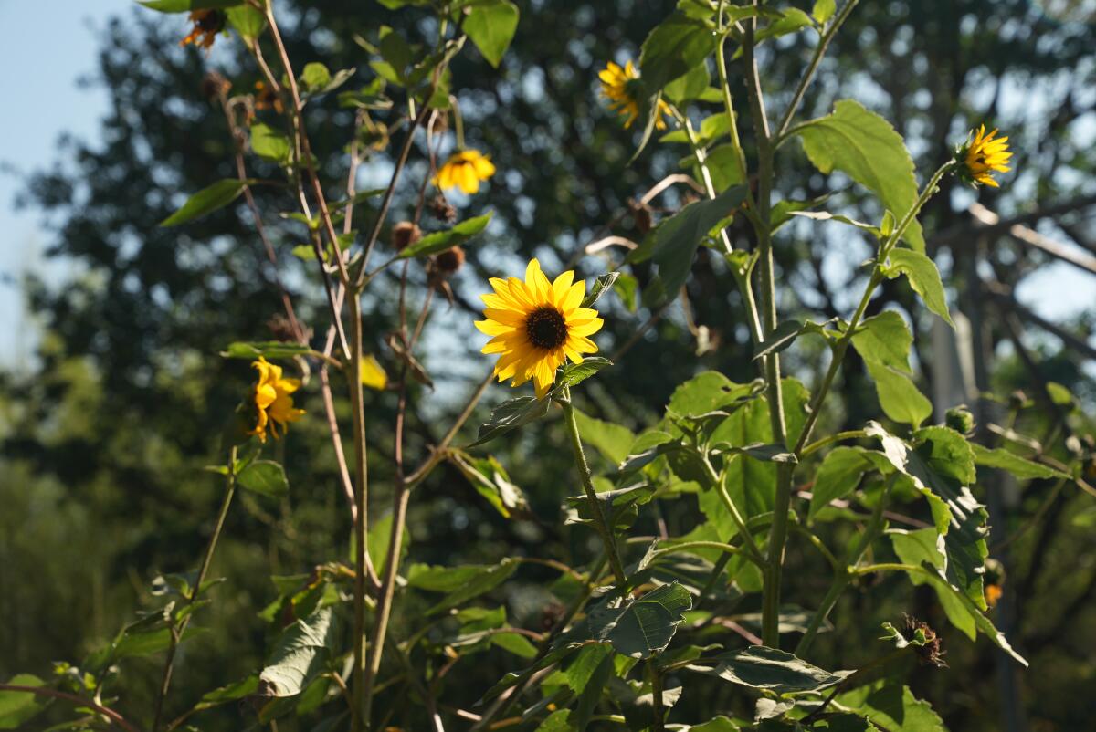 Sunflower among leaves 