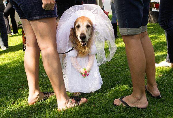 Haute Dog Howl'oween Parade