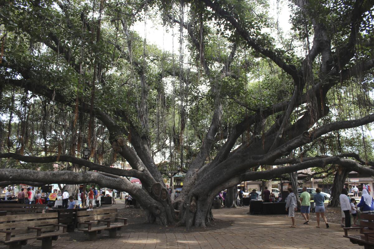 Branches of an enormous banyan tree spreading above pedestrians