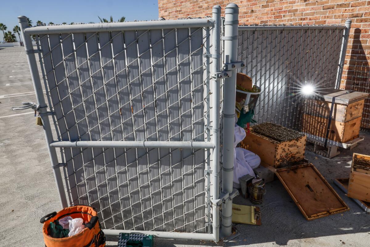 Beekeeper Lauren Wood tends to hives on the roof of a parking garage at 2nd & PCH outdoor mall in Long Beach.