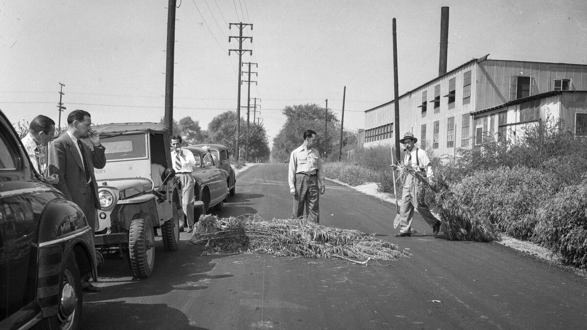 Several men pile plants in the middle of a road